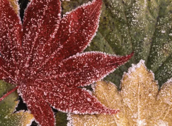Framed Print : USA, Oregon, Frosted maple leaves, close-up Framed Print : USA, Oregon, Frosted maple leaves, close-up