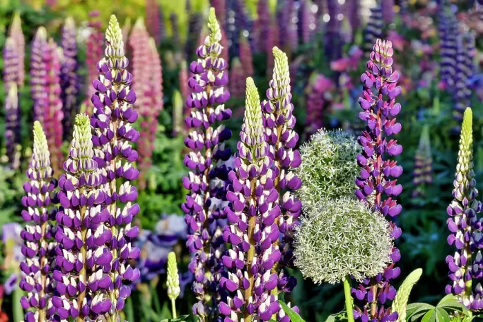 Framed Print : USA, Oregon. Garden in full bloom with Allium and Russell lupine Framed Print : USA, Oregon. Garden in full bloom with Allium and Russell lupine