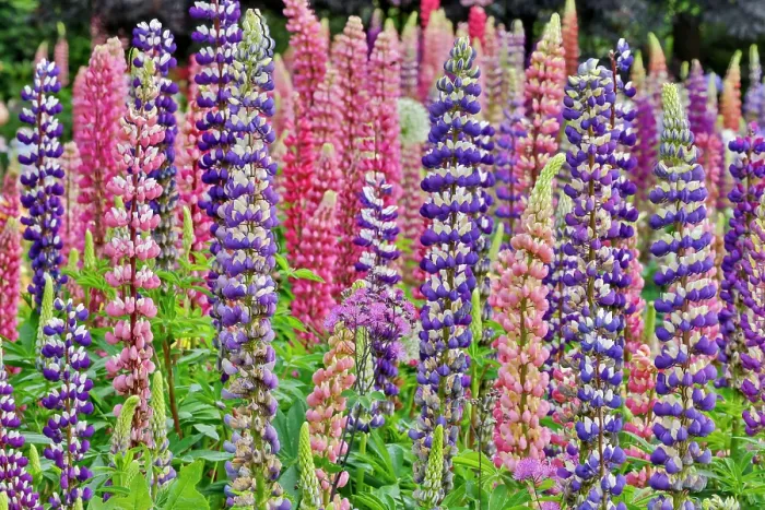 Framed Print : USA, Oregon. Garden in full bloom with Allium and Russell lupine