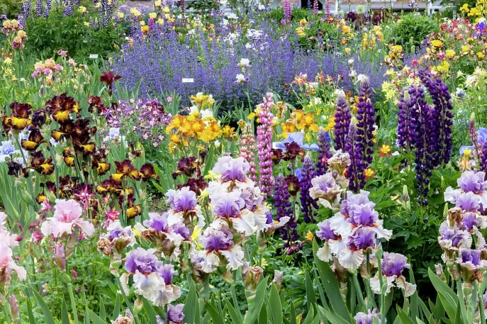 Framed Print : USA, Oregon. Garden in full bloom with bearded iris and Russell lupine Framed Print : USA, Oregon. Garden in full bloom with bearded iris and Russell lupine