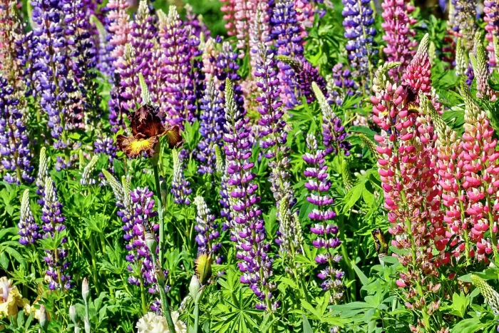 Framed Print : USA, Oregon. Garden in full bloom with bearded iris and Russell lupine