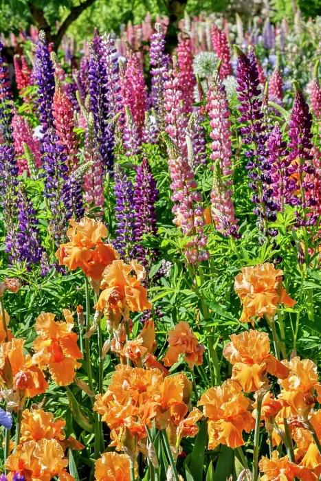 Framed Print : USA, Oregon. Garden in full bloom with bearded iris and Russell lupine Framed Print : USA, Oregon. Garden in full bloom with bearded iris and Russell lupine