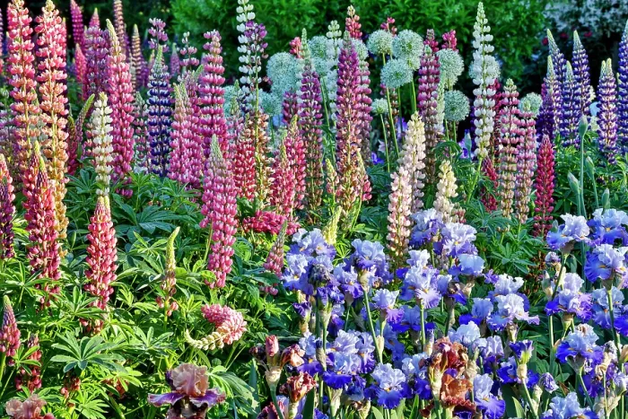 Framed Print : USA, Oregon. Garden in full bloom with bearded iris and Russell lupine