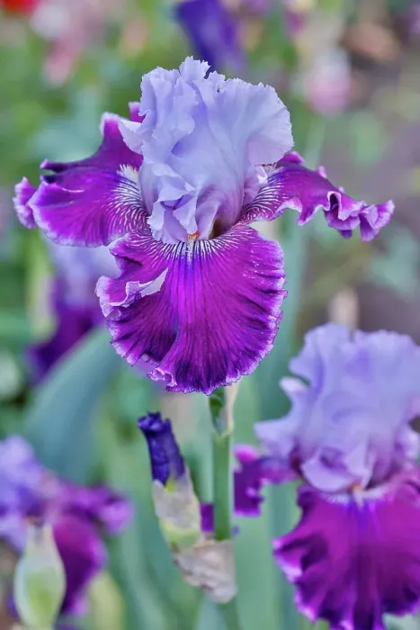 Framed Print : USA, Oregon. Garden in full bloom with bearded iris and Russell lupine Framed Print : USA, Oregon. Garden in full bloom with bearded iris and Russell lupine