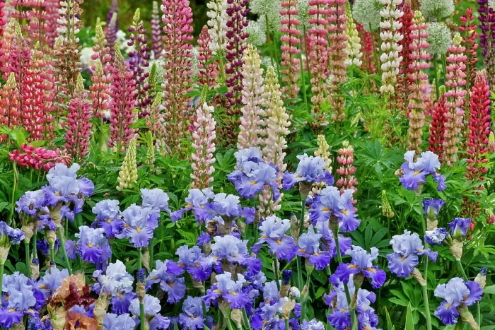 Framed Print : USA, Oregon. Garden in full bloom with bearded iris and Russell lupine