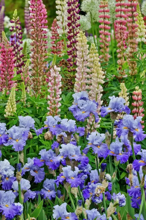 Framed Print : USA, Oregon. Garden in full bloom with bearded iris and Russell lupine