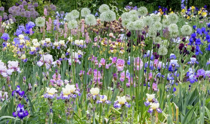 Framed Print : USA, Oregon. Garden in full bloom with bearded iris and Russell lupine and Allium