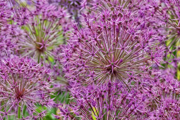 Framed Print : USA, Oregon. Garden in full bloom with close-up of Allium