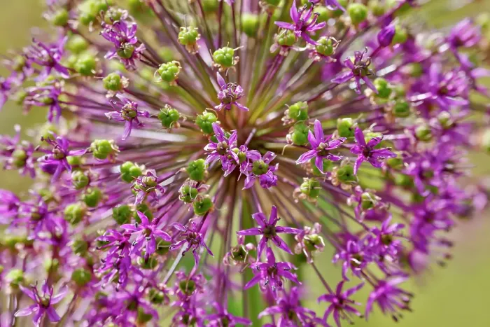 Framed Print : USA, Oregon. Garden in full bloom with close-up of Allium