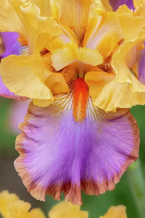Framed Print : USA, Oregon. Garden in full bloom with close-up of bearded iris