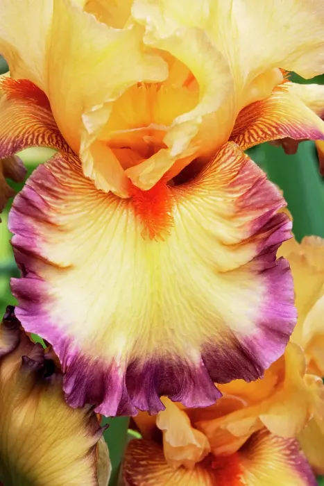 Framed Print : USA, Oregon. Garden in full bloom with close-up of bearded iris Framed Print : USA, Oregon. Garden in full bloom with close-up of bearded iris
