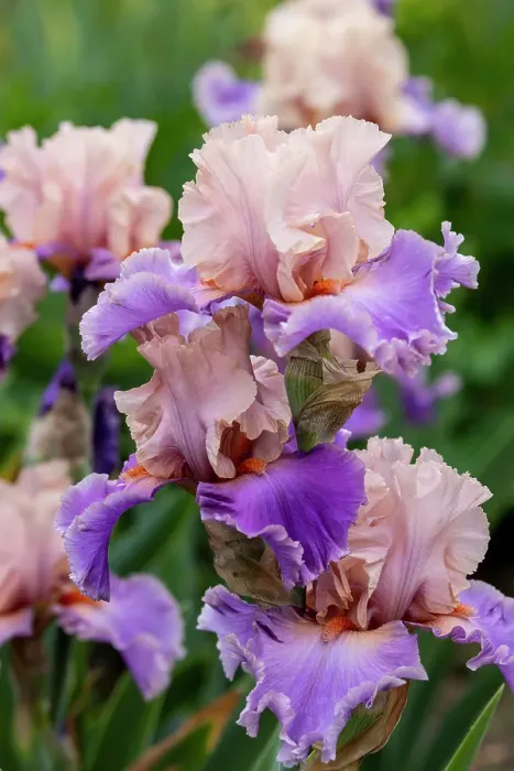 Framed Print : USA, Oregon. Garden in full bloom with close-up of bearded iris Framed Print : USA, Oregon. Garden in full bloom with close-up of bearded iris