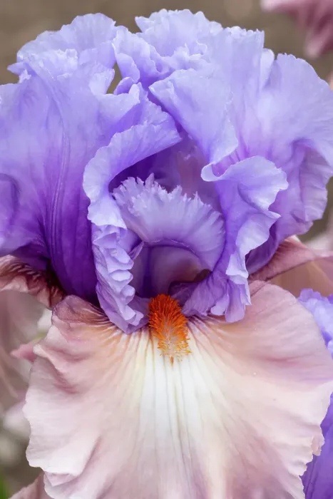 Framed Print : USA, Oregon. Garden in full bloom with close-up of bearded iris