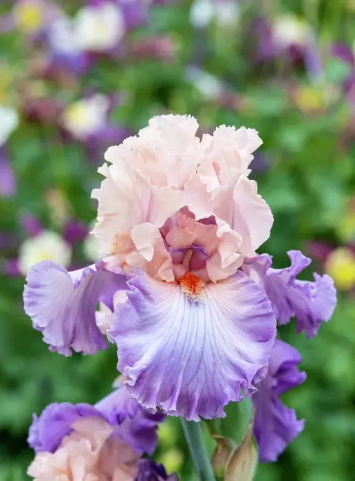 Framed Print : USA, Oregon. Garden in full bloom with close-up of bearded iris Framed Print : USA, Oregon. Garden in full bloom with close-up of bearded iris