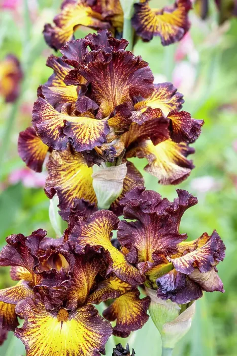 Framed Print : USA, Oregon. Garden in full bloom with close-up of bearded iris Framed Print : USA, Oregon. Garden in full bloom with close-up of bearded iris