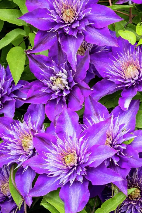 Framed Print : USA, Oregon. Garden in full bloom with close-up image of blue purple clematis Framed Print : USA, Oregon. Garden in full bloom with close-up image of blue purple clematis