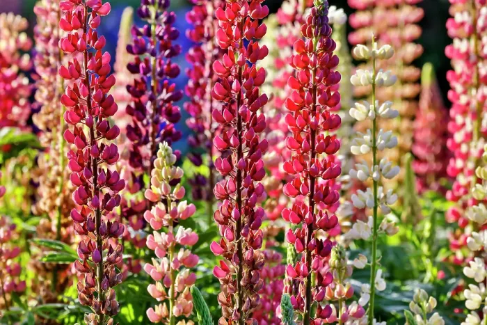 Framed Print : USA, Oregon. Garden in full bloom with close-up of Russell lupine Framed Print : USA, Oregon. Garden in full bloom with close-up of Russell lupine
