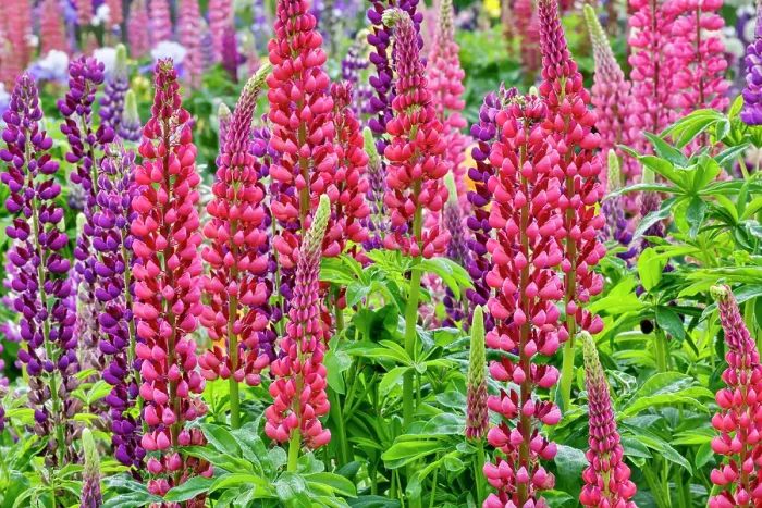 Framed Print : USA, Oregon. Garden in full bloom with close-up of Russell lupine Framed Print : USA, Oregon. Garden in full bloom with close-up of Russell lupine