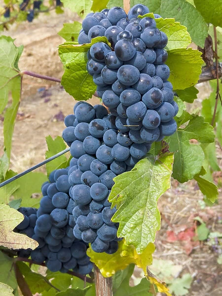 USA, Oregon, Gaston. Pinot noir grapes on the vine
