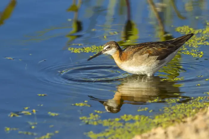 Framed Print : USA, Oregon, Harney County, Female phalarope feeding. Credit as Framed Print : USA, Oregon, Harney County, Female phalarope feeding. Credit as
