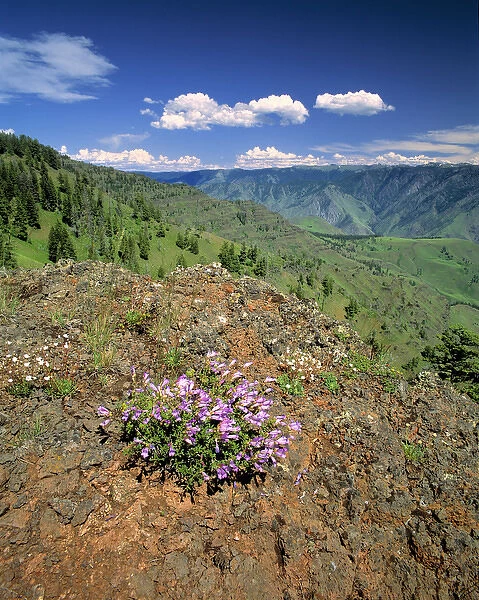 USA, Oregon, Hells Canyon NRA. Colorful penstemon grow above Hells Canyon NRA