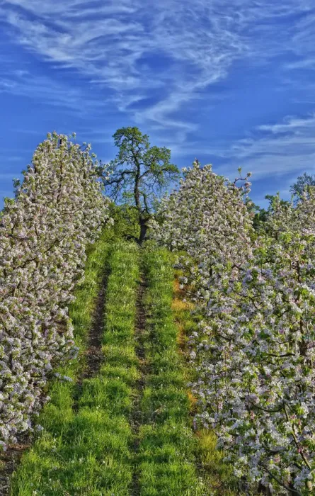 Framed Print : USA, Oregon, Hood River. Apple orchard in full bloom Framed Print : USA, Oregon, Hood River. Apple orchard in full bloom