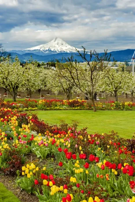 Framed Print : USA, Oregon, Hood River. Mt. Hood looms over spring flowers and apple orchard Framed Print : USA, Oregon, Hood River. Mt. Hood looms over spring flowers and apple orchard