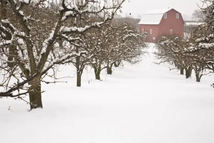 Framed Print : USA, Oregon, Hood River. Snow covered Apple Trees and Barn Framed Print : USA, Oregon, Hood River. Snow covered Apple Trees and Barn