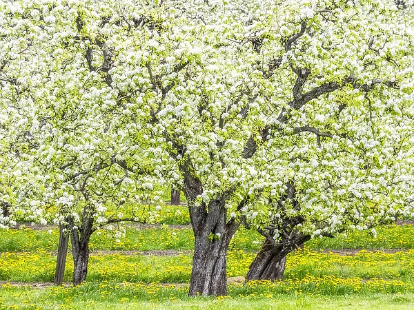 USA, Oregon, Hood River, spring blooming apple tree orchard