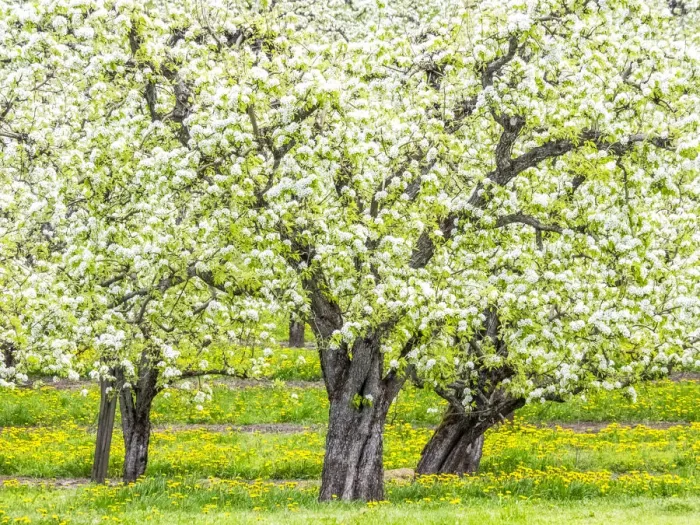 Framed Print : USA, Oregon, Hood River, spring blooming apple tree orchard Framed Print : USA, Oregon, Hood River, spring blooming apple tree orchard