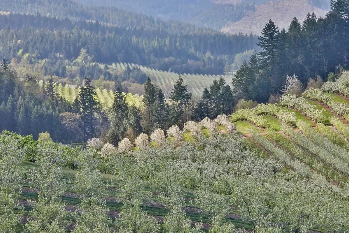 Framed Print : USA, Oregon, Hood River in springtime with orchard trees in full bloom as viewed from above