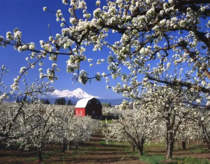 Framed Print : USA, Oregon, Hood River Valley, Pear orchard in bloom framing red barn and Mt. Hood Framed Print : USA, Oregon, Hood River Valley, Pear orchard in bloom framing red barn and Mt. Hood