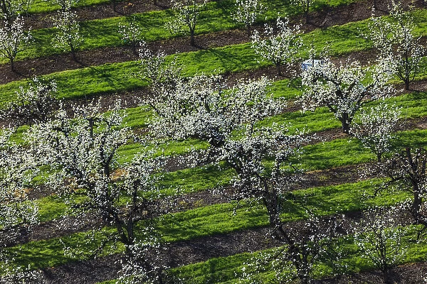USA, Oregon, Hood River Valley, an orchard