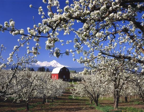 USA, Oregon, Hood River Valley, Pear orchard in bloom framing red barn and Mt. Hood