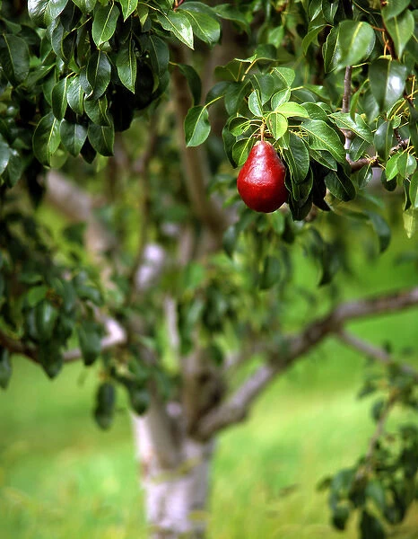 USA, Oregon, Hood River Valley. Red Bartlett pear on tree branch in orchard. iCredit as
