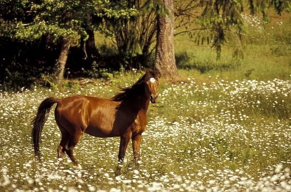 USA, Oregon. Horse