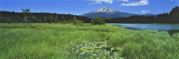 USA, Oregon, Hosmer Lake & Mt Bachelor. Pond lilies and reeds on Hosmer Lake are