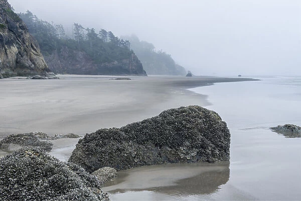 USA, Oregon. Hug Point State Park, foggy beach