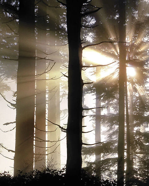 USA, Oregon, Jessie Honeyman State Park. Sunburst in forest trees