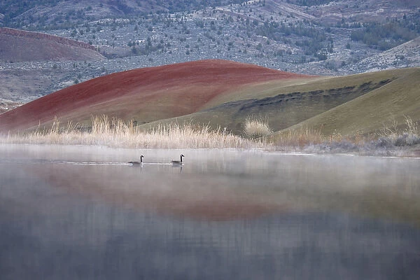 USA, Oregon, John Day Fossil Beds National Monument, Painted Hills. Geese swim in
