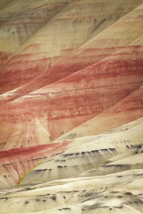 Framed Print : USA, Oregon, John Day Fossil Beds National Monument. Multicolored strata in the Painted Hills unit with golden bee plant, and chaenactis Framed Print : USA, Oregon, John Day Fossil Beds National Monument. Multicolored strata in the Painted Hills unit with golden bee plant, and chaenactis