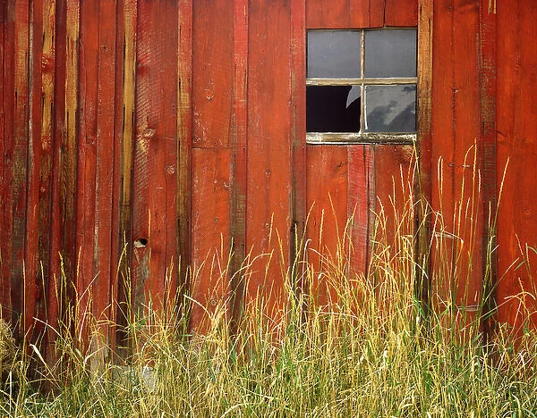 USA, Oregon, Joseph, Grasses contrast with broken window on side of rustic red barn in autumn