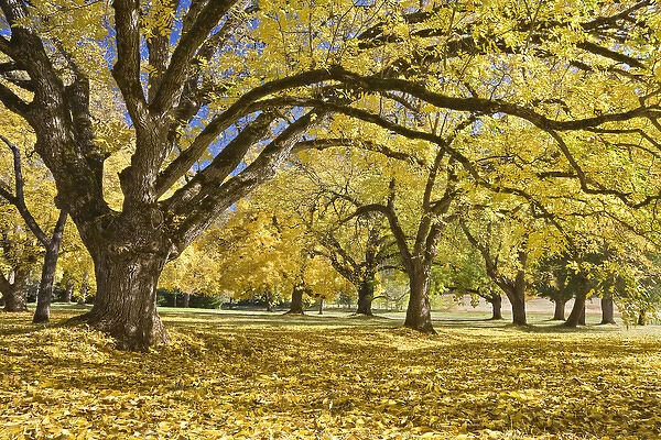USA, Oregon, Joseph H. Stewart State Park. Walnut trees in autumn color. Credit as
