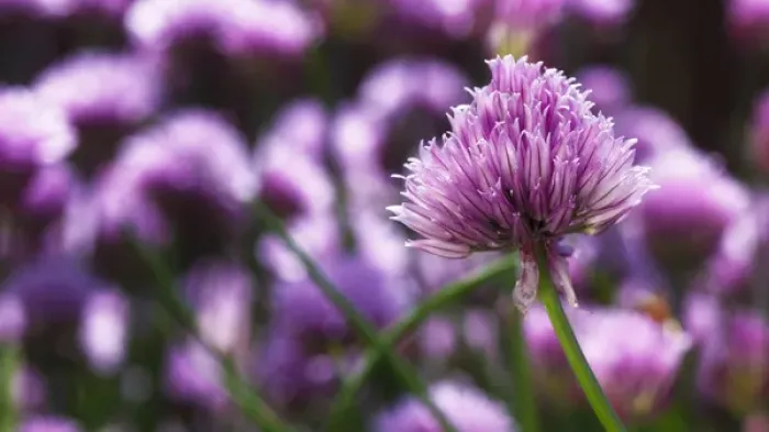 Framed Print : USA, Oregon, Keizer, Chives in bloom in backyard Framed Print : USA, Oregon, Keizer, Chives in bloom in backyard