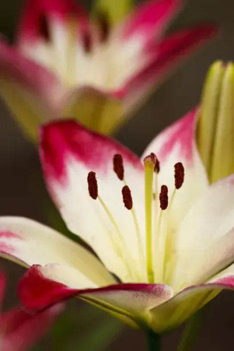 Framed Print : USA, Oregon, Keizer, cultivated Day Lily Framed Print : USA, Oregon, Keizer, cultivated Day Lily