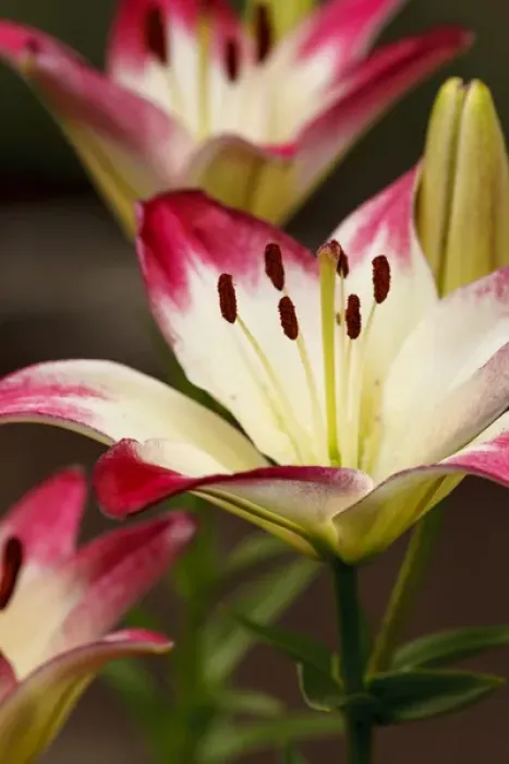 Framed Print : USA, Oregon, Keizer, cultivated Day Lily Framed Print : USA, Oregon, Keizer, cultivated Day Lily