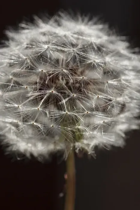 Framed Print : USA, Oregon, Keizer, dandelion seedhead Framed Print : USA, Oregon, Keizer, dandelion seedhead