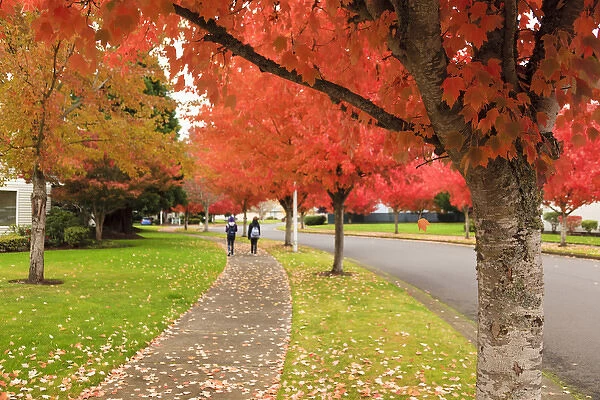 USA, Oregon, Keizer, fall color along a neighborhood road and kids returning home
