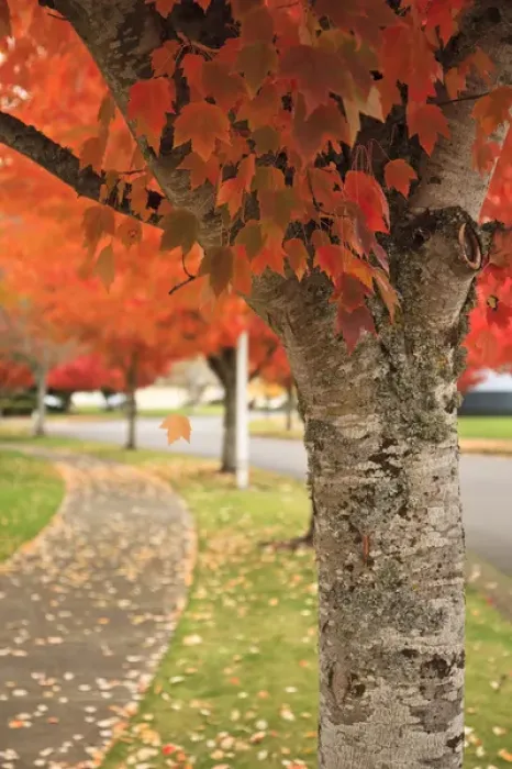 Framed Print : USA, Oregon, Keizer, fall color along a neighborhood road