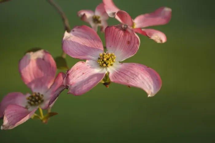 Framed Print : USA, Oregon, Keizer, flowering Dogwood in neighborhood Framed Print : USA, Oregon, Keizer, flowering Dogwood in neighborhood